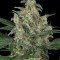 Cheese Autoflowering (Dinafem)