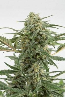 Critical+ 2.0 Autoflowering (Dinafem)