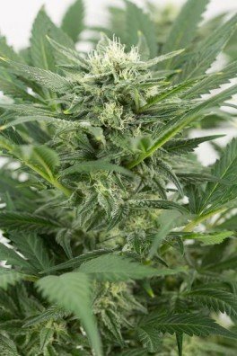 Dinamex Autoflowering (Dinafem)