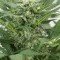 Dinamex Autoflowering (Dinafem)