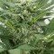 Dinamex Autoflowering (Dinafem)