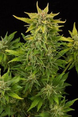 Fruit Autoflowering (Dinafem)