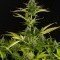 Kush-N-Cheese Autoflowering (Dinafem)