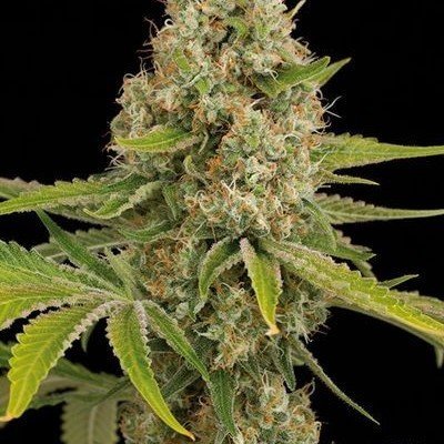 top indica strains