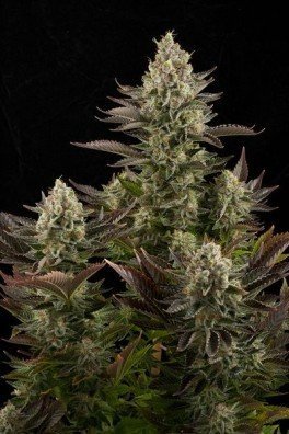 White Widow (Dinafem)
