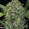 White Cheese Autoflowering (Dinafem)