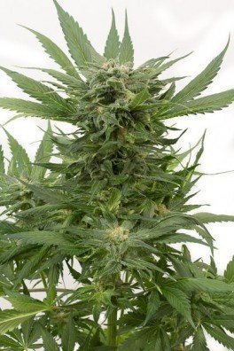 Sour Diesel Autoflowering (Dinafem)