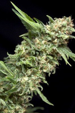 Auto Alpujarreña (Pyramid Seeds)