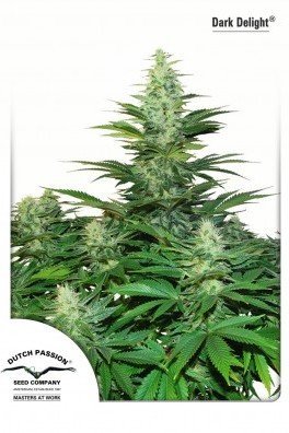 Dark Delight (Dutch Passion)