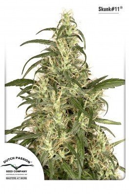 Skunk 11 (Dutch Passion)