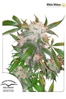 White Widow (Dutch Passion)