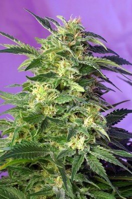 Killer Kush Auto (Sweet Seeds)