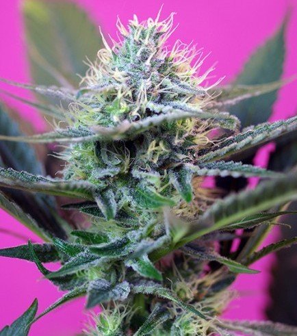 Speed Auto (Sweet Seeds) - Zativo