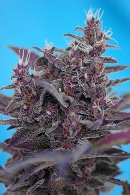 Black Cream Auto (Sweet Seeds)