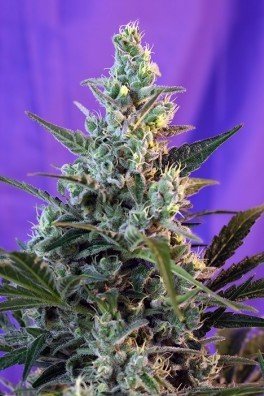 Sweet Skunk - F1 Fast Version (Sweet Seeds)