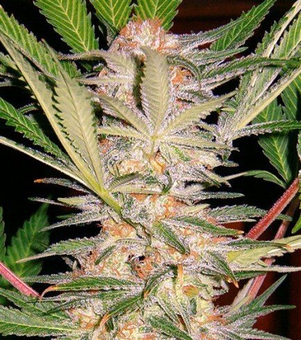 S.A.D. Sweet Afgani Delicious - F1 Fast Version (Sweet Seeds)