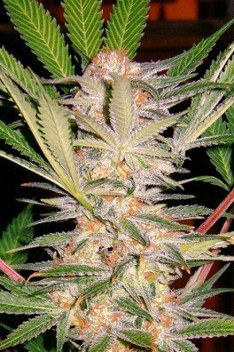 S.A.D. Sweet Afgani Delicious - F1 Fast Version (Sweet Seeds)