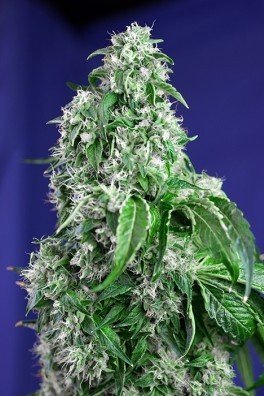 Big Devil - F1 Fast Version (Sweet Seeds)