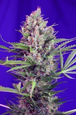 Cream Mandarine F1 Fast Version (Sweet Seeds)
