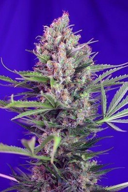 Cream Mandarine - F1 Fast Version (Sweet Seeds)