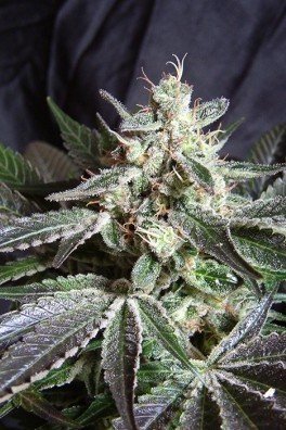 Black Jack F1 Fast Version (Sweet Seeds)