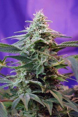 Sweet Special - F1 Fast Version (Sweet Seeds)