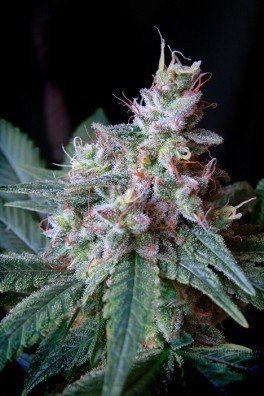 Cream Caramel F1 Fast Version (Sweet Seeds)