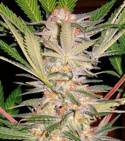 S.A.D. Sweet Afgani Delicious S1 (Sweet Seeds)