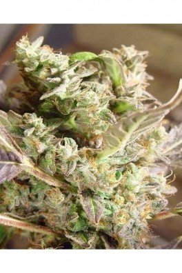 Somango (Soma Seeds)