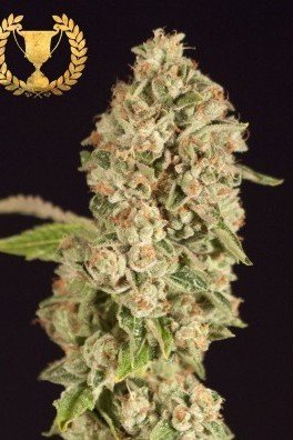 OG Reekn (Devil’s Harvest Seeds)