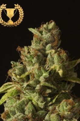 Rollex OG Kush (Devil's Harvest Seeds)