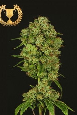 Casey Jones (Devil's Harvest Seeds)