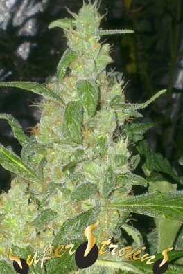 Turing Autoflowering (Super Strains)