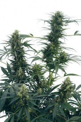 Guerilla's Gusto (Sensi Seeds)