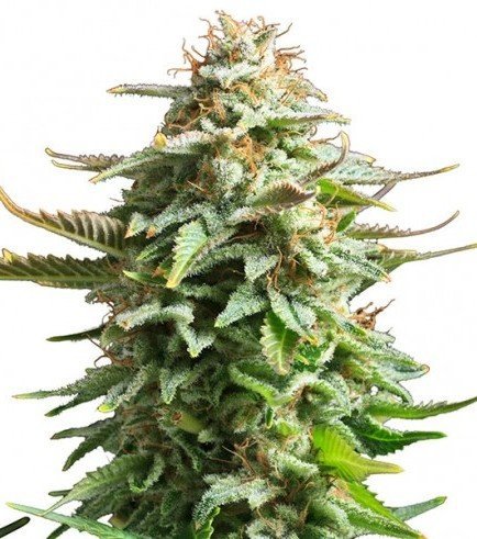 Strain History: Amnesia Haze - Fast Buds