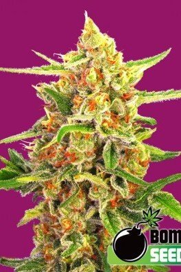 Cherry Bomb (Bomb Seeds)