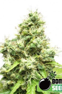 Medi Bomb 1 (Bomb Seeds)