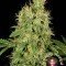 CBD-Chronic (Serious Seeds)