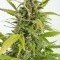 Haze Autoflowering CBD (Dinafem)