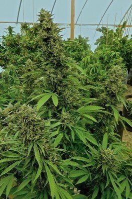 Chemdawg (Humboldt Seeds)
