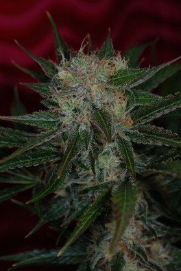 Agent Orange (TGA Subcool Seeds)