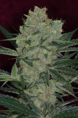 Cheese Quake (TGA Subcool Seeds)