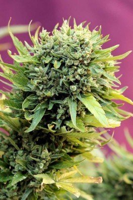Dairy Queen (TGA Subcool Seeds)