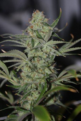 Galactic Jack (TGA Subcool Seeds)