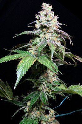 Grape Inferno (TGA Subcool Seeds)