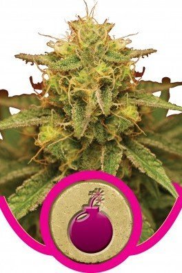 Royal Domina (Royal Queen Seeds)