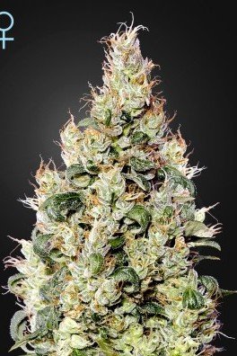 Exodus Cheese Auto CBD (Greenhouse Seeds)