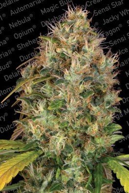 Dutch Kush (Paradise Seeds)