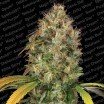 Dutch Kush (Paradise Seeds)