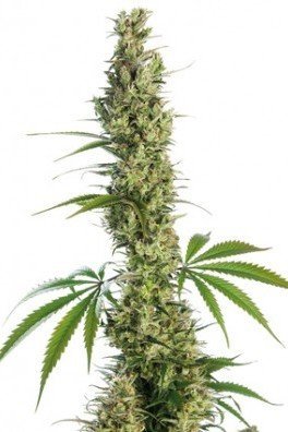 Eagle Bill (Sensi Seeds)